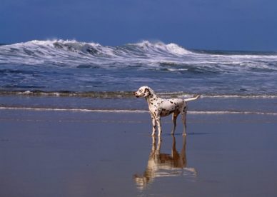A Day At The Beach Dalmatian HD Wallpaper Backgrounds Dog Pictures
